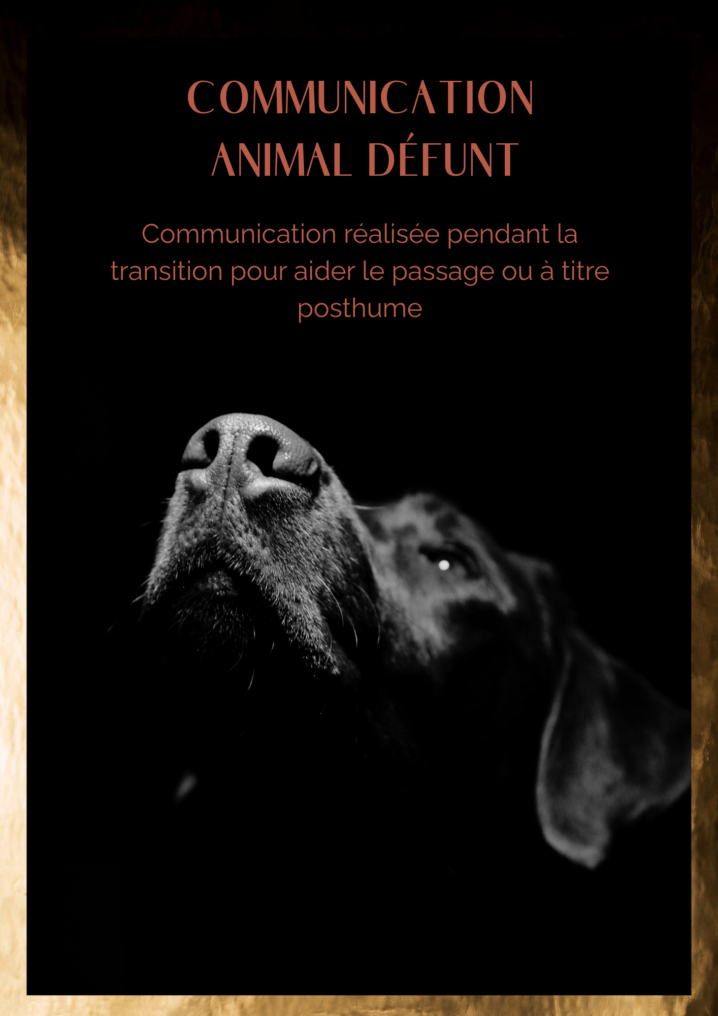 Beyond Animal défunt Eveil Conscience Animale